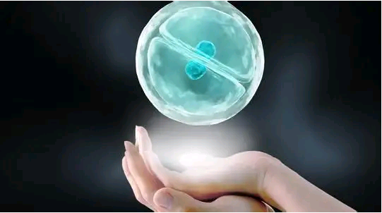 广州试管代孕借卵合法吗|试管婴儿胚胎体外培养过程是怎样的呢？