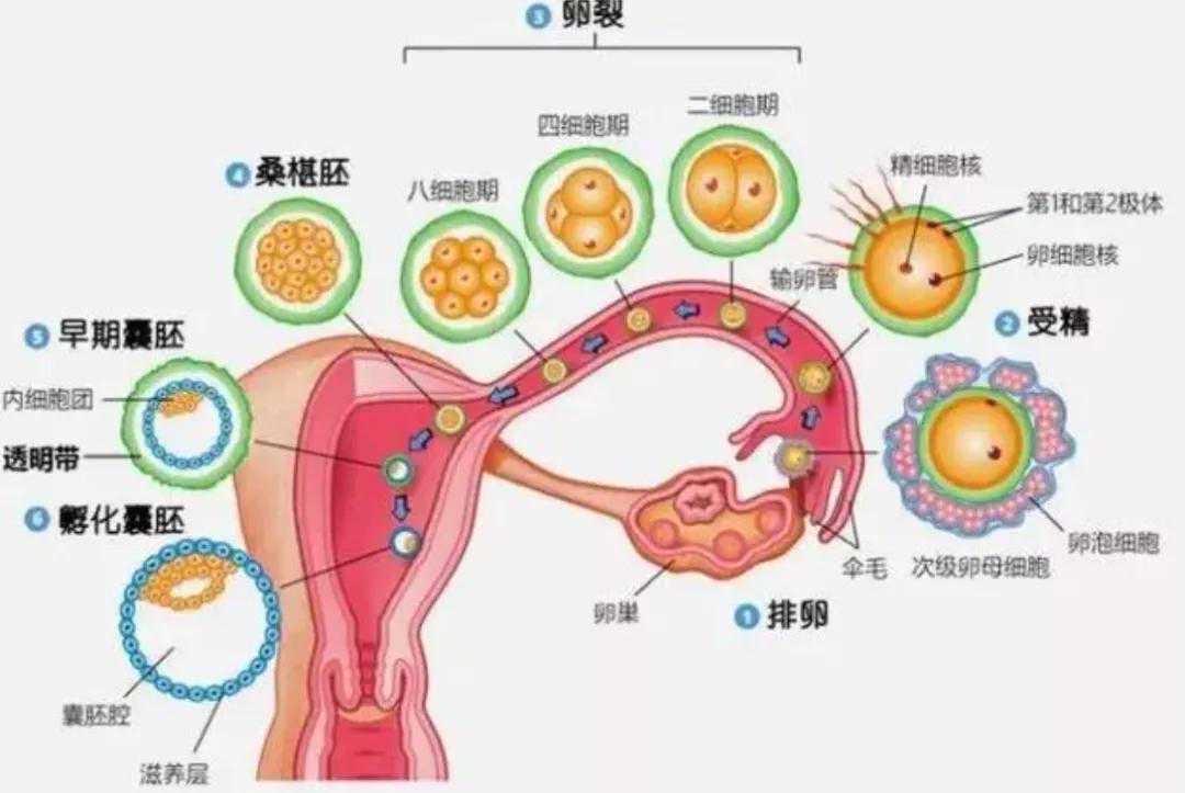 备孕一年没有怀孕，需要检查输卵管吗？